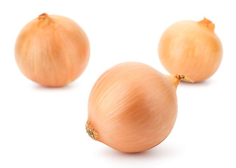 Fresh bulbs of onion on a white background