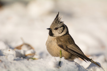 Crested tit
