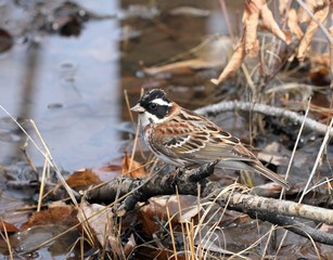 Овсянка-ремез