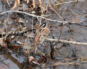 Овсянка-ремез