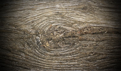 ancient poplar wood with knot