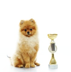Little funny spitz with a prize