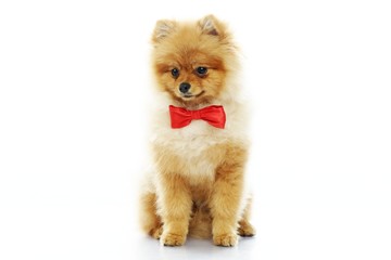 Obraz premium Little funny spitz with bow tie