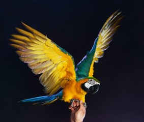 Trained colourful parrot sitting on a human hand
