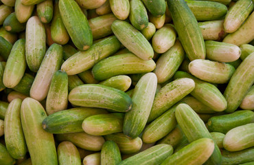 Cucumbers for sale on the market