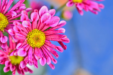 Obraz premium Pink chrysanthemums