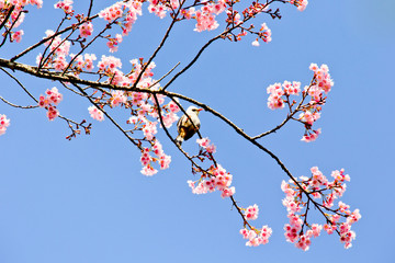 Thai sakura in winter season