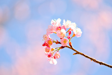 Thai sakura in winter season