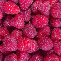 fresh organic raspberries for background