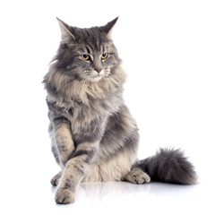 maine coon cat