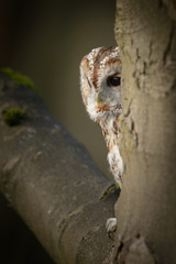 Tawny Owl