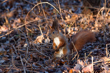Red Squirrel in winter forest (Sciurus vulgaris)