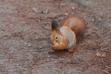 Red Squirrel with walnut (Sciurus vulgaris)