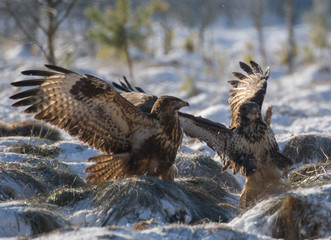 Buzzard