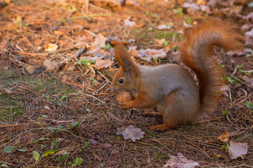 Naklejka na ściany i meble Red Squirrel eating a walnut (Sciurus vulgaris)