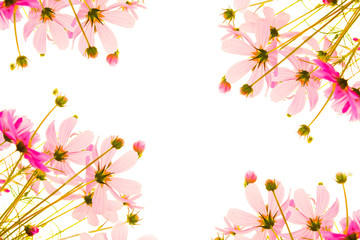 Pink cosmos flowers frame on white