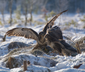 Buzzard