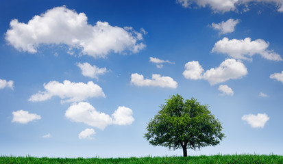 Tree in a field