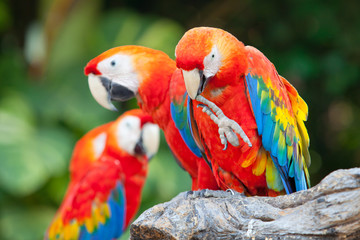 scarlet macaw