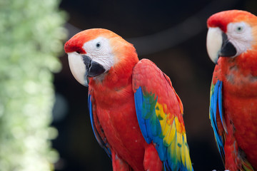 scarlet macaw