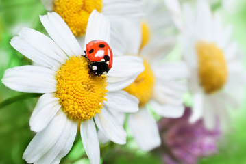 Ladybug on daisy