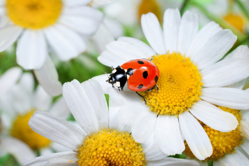 Obraz premium Ladybug on daisy