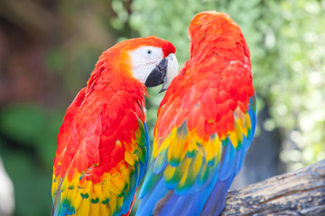 scarlet macaw