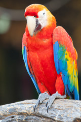 scarlet macaw