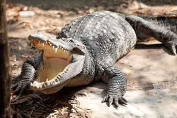 Selbstklebende Fototapete Krokodil Nahaufnahmeauge eines Salzwasserkrokodils