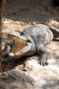 Closeup eye of a saltwater crocodile