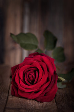 rote Rose zum Valentinstag