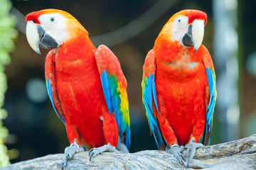 scarlet macaw
