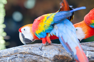 scarlet macaw