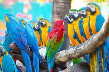 Naklejka premium scarlet macaw