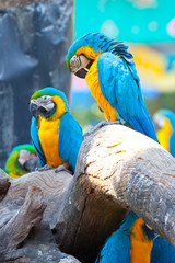 scarlet macaw