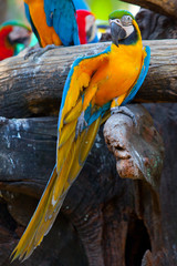 scarlet macaw