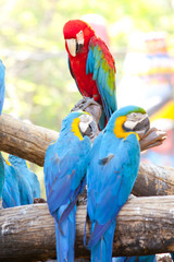scarlet macaws