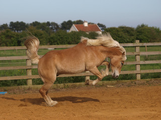 Obraz premium Horse Playing