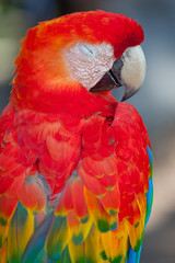scarlet macaws