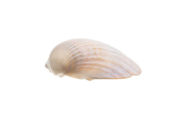 sea shell isolated on white