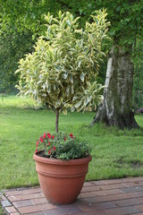 Kleiner Baum im Blumentopf auf Terrasse