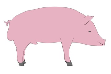 cartoon image of male pig