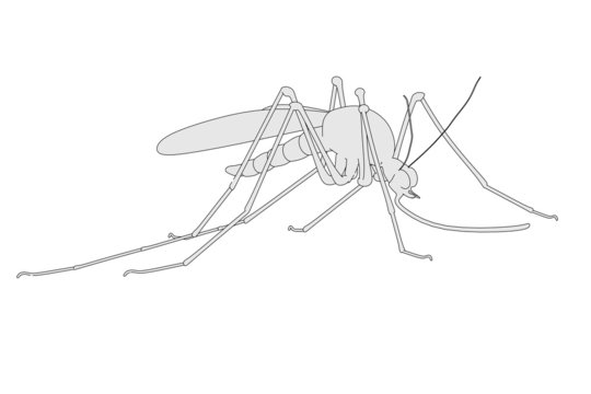 cartoon image of mosquito insect