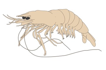 cartoon image of prawn animal
