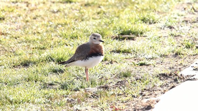 Oriental Plover (Charadrius Veredus) In Japan 