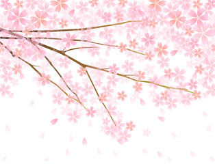 桜　さくら　背景