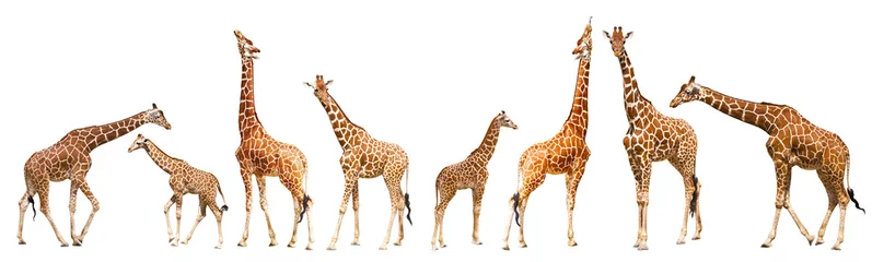 Deurstickers Giraf Giraf (Giraffa camelopardalis)