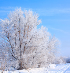 snow covered tree