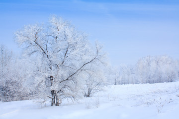 Fototapeta na wymiar drzewa pokryte śniegiem