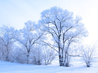 snow covered tree